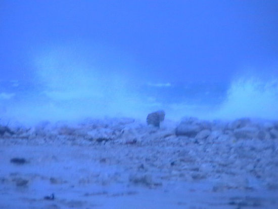 Kliknite da vidite sliku u punoj veli�ini