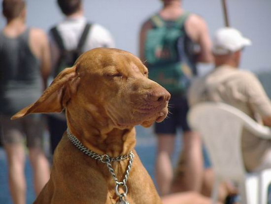 Kliknite da vidite sliku u punoj veli�ini