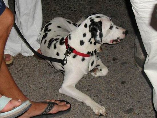 Kliknite da vidite sliku u punoj veli�ini