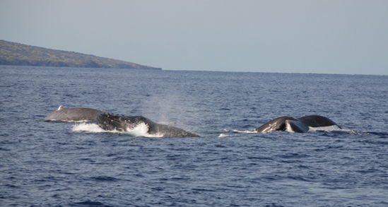 Kliknite da vidite sliku u punoj veli�ini