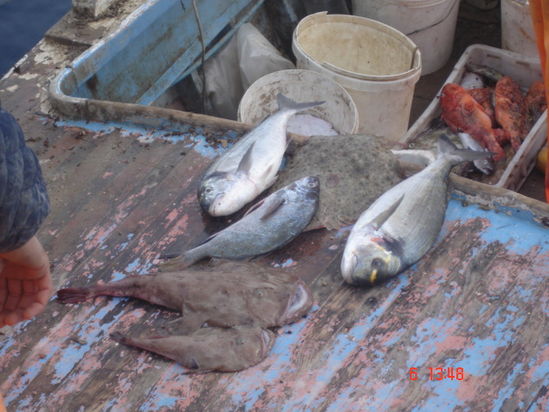 Kliknite da vidite sliku u punoj veli�ini