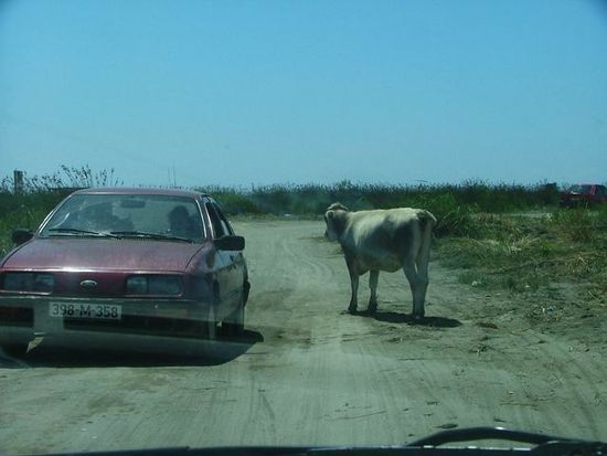 Kliknite da vidite sliku u punoj veli�ini