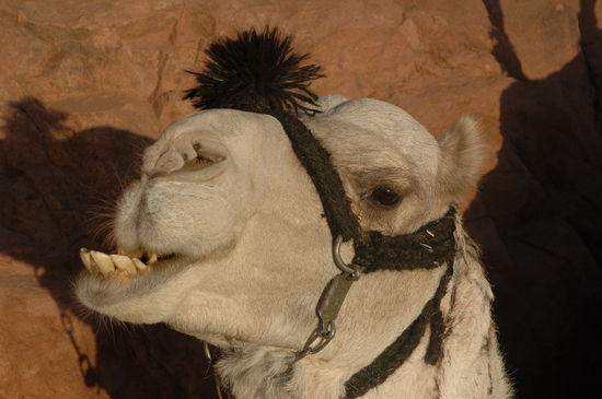 Kliknite da vidite sliku u punoj veli�ini