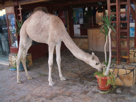 Kliknite da vidite sliku u punoj veli�ini