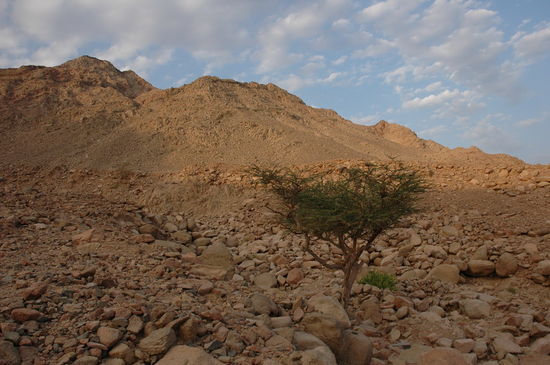 Kliknite da vidite sliku u punoj veli�ini