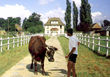 98-cerovac.jpg